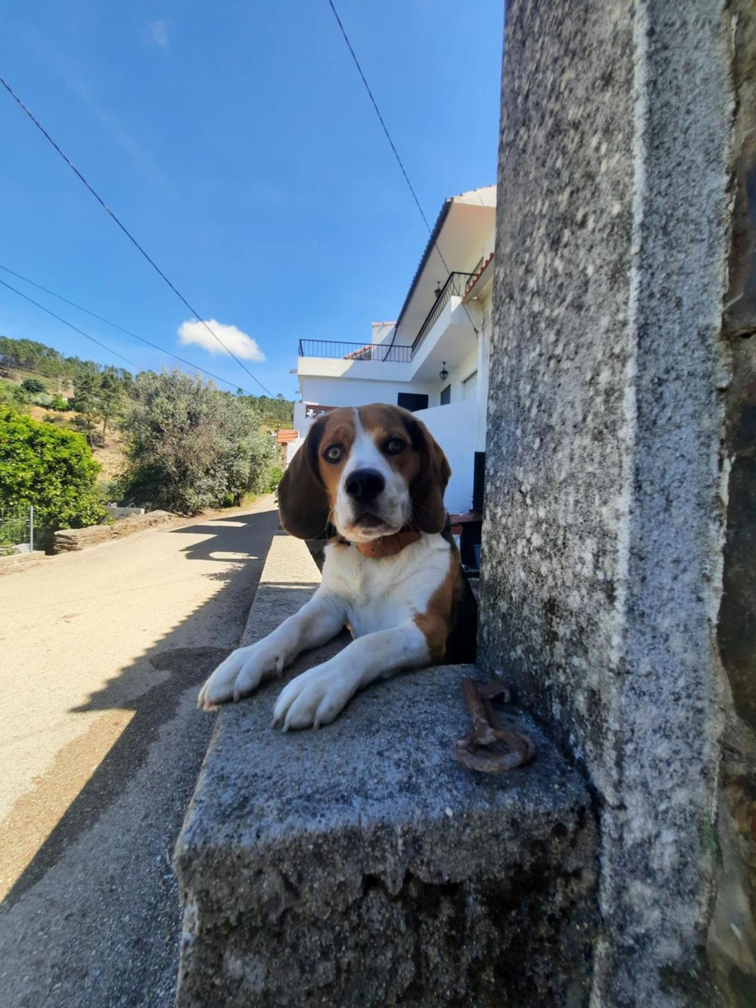 Casa Penafalcao Castelo Branco  Eksteriør bilde